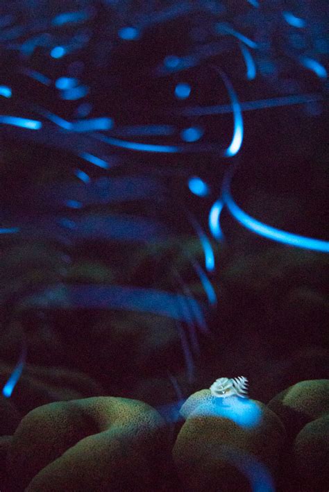 Bioluminescent Ostracods .